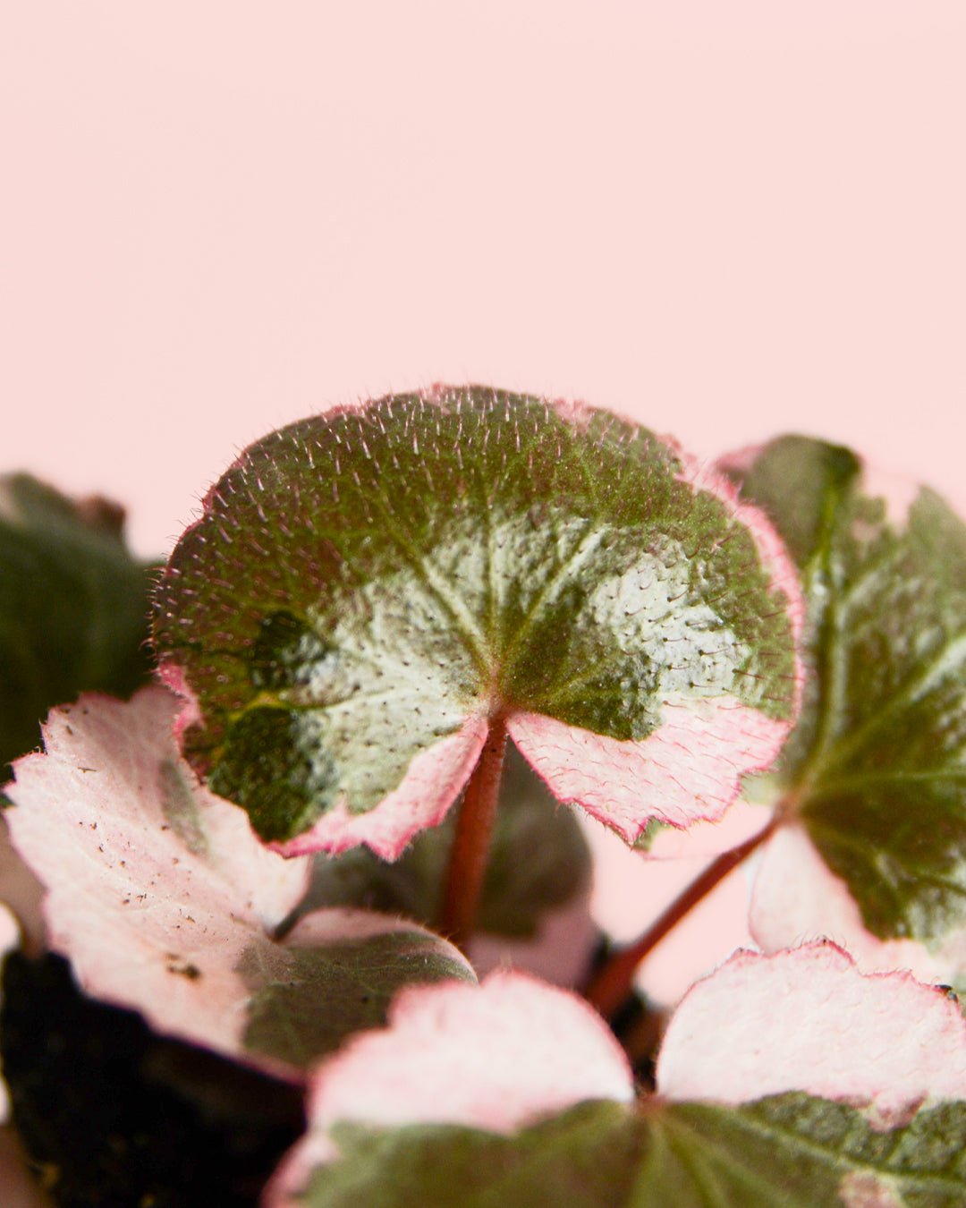 Saxifraga Variegata Pink Mini - Pur Plant
