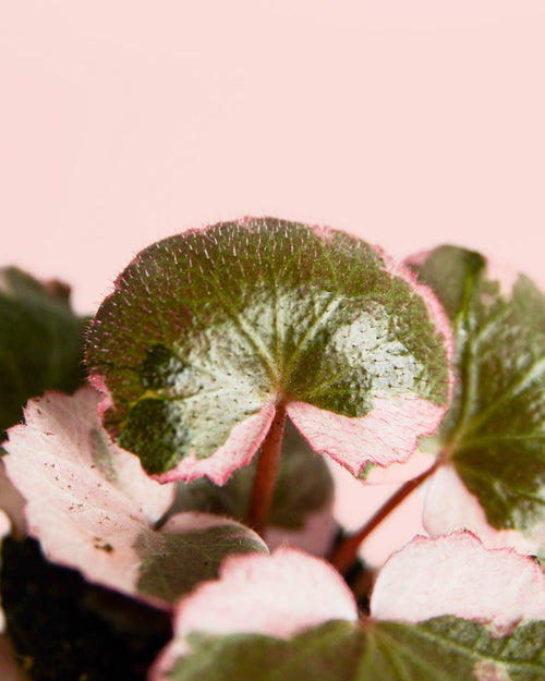 Saxifraga Variegata Pink Mini - Pur Plant