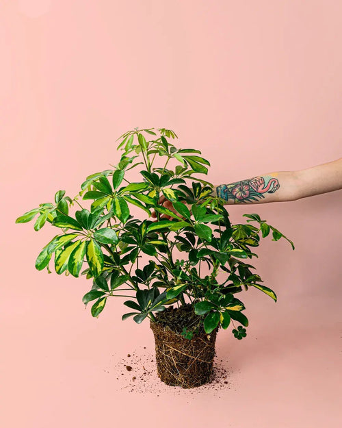 Schefflera Nora M - Pur Plant