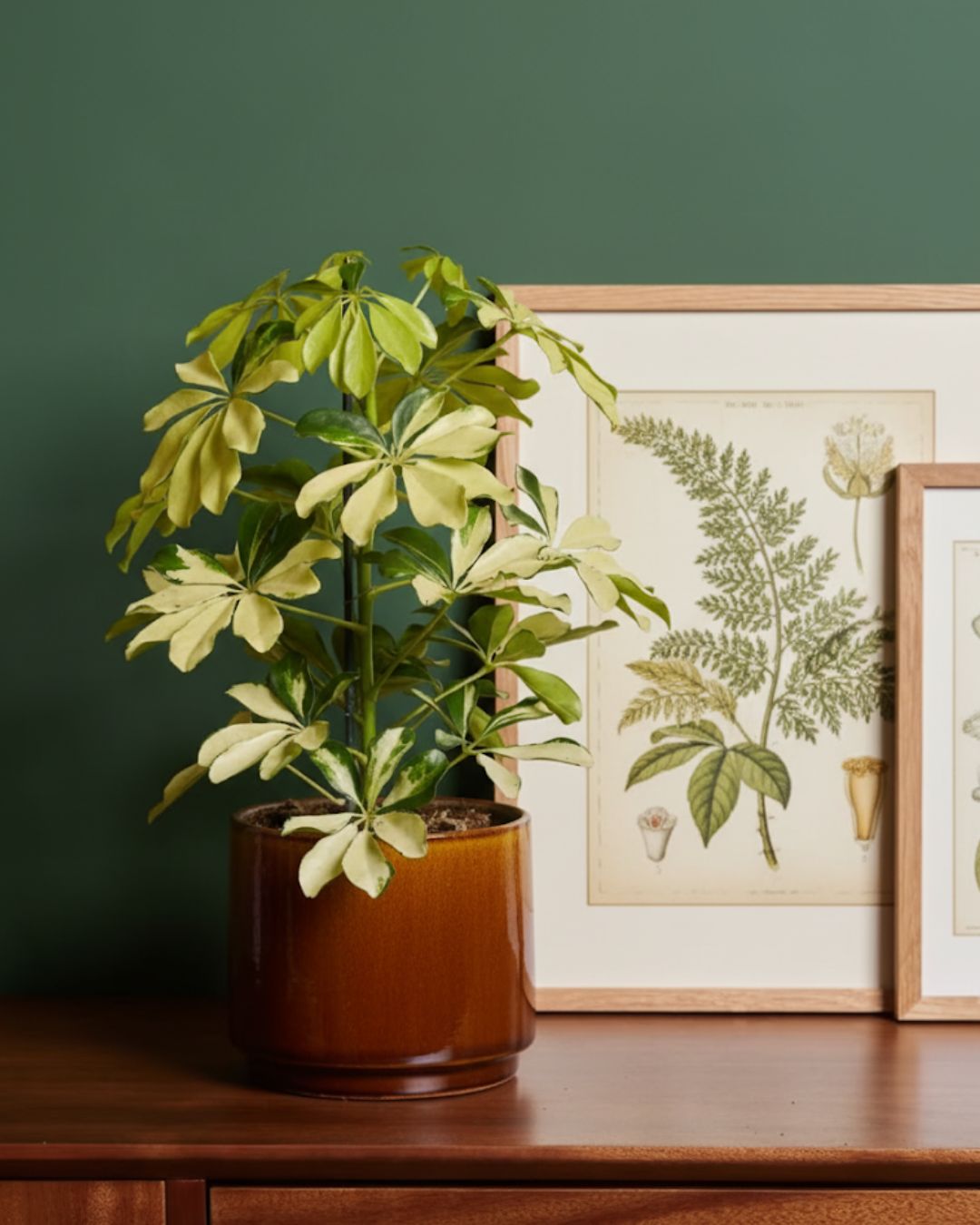 schefflera variegada contexto