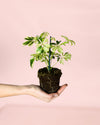 Schefflera Variegada M - Pur Plant
