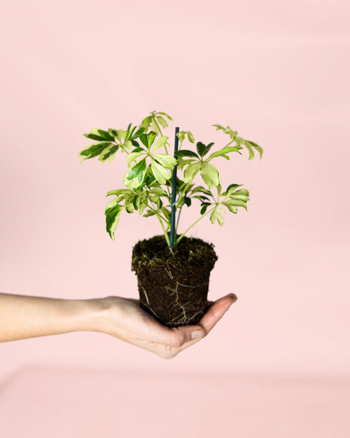 Schefflera Variegada M - Pur Plant