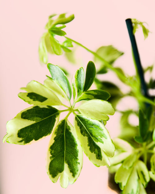 Schefflera Variegada M - Pur Plant