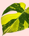 monstera aurea detalle