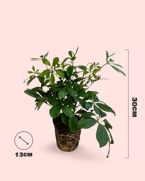 Schefflera Verde M - Pur Plant