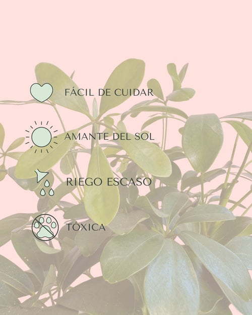 Schefflera Verde M - Pur Plant