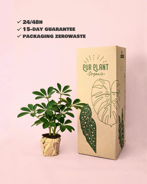 Schefflera Verde M - Pur Plant