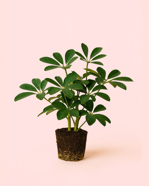 schefflera verde