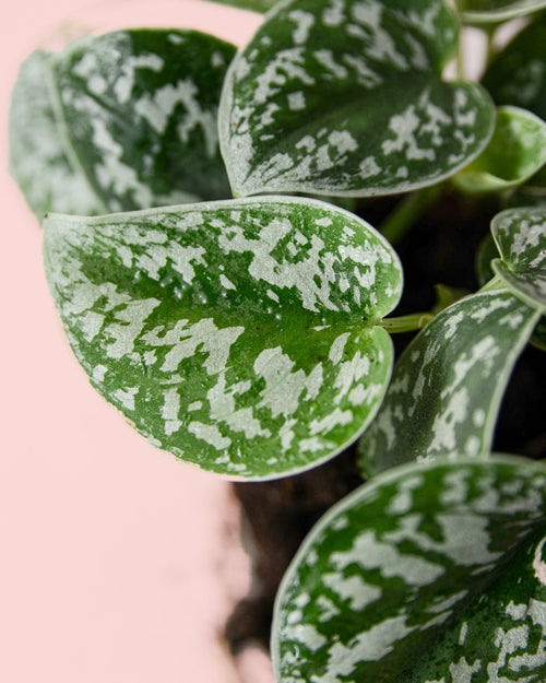 Scindapsus Pictus Argyraeus M - Pur Plant