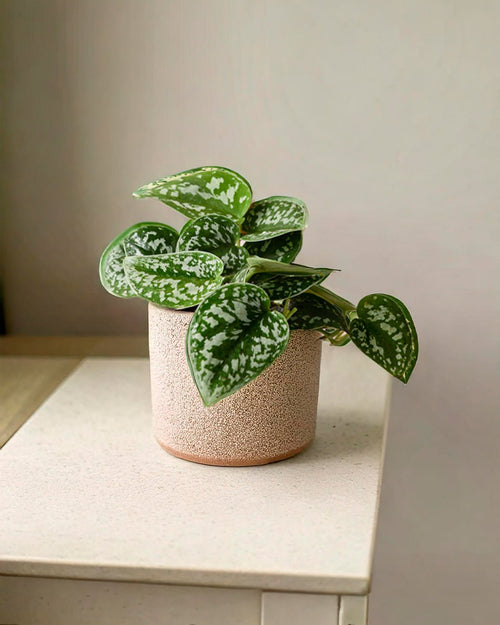 Scindapsus Pictus Argyraeus M - Pur Plant