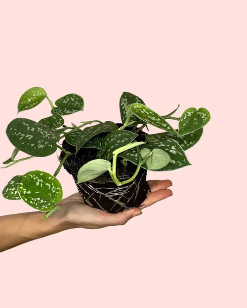 Scindapsus Pictus Argyraeus M - Pur Plant