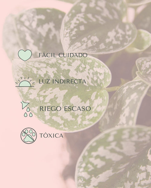 Scindapsus Pictus Argyraeus M - Pur Plant