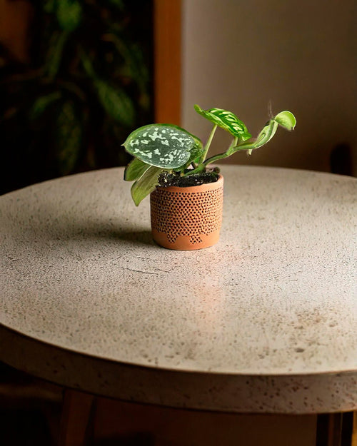 Scindapsus Pictus Mini - Pur Plant