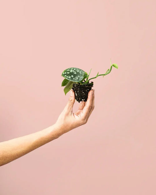 Scindapsus Pictus Mini - Pur Plant