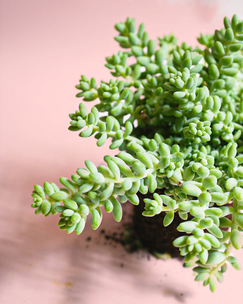 Sedum Burrito Mini - Pur Plant