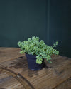Sedum Burrito Mini - Pur Plant