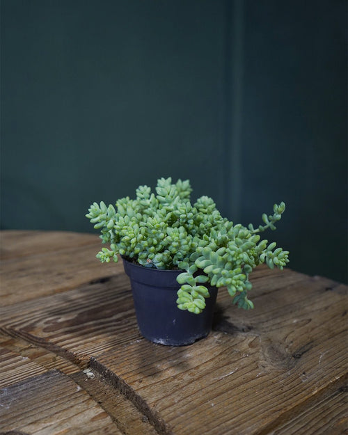 Sedum Burrito Mini - Pur Plant
