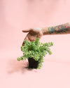 Sedum Burrito Mini - Pur Plant