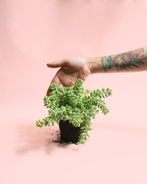 Sedum Burrito Mini - Pur Plant