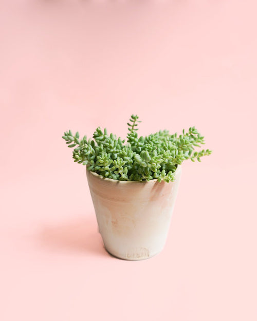 Sedum Burrito Mini - Pur Plant