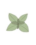 Semillas de Albahaca Genovesa