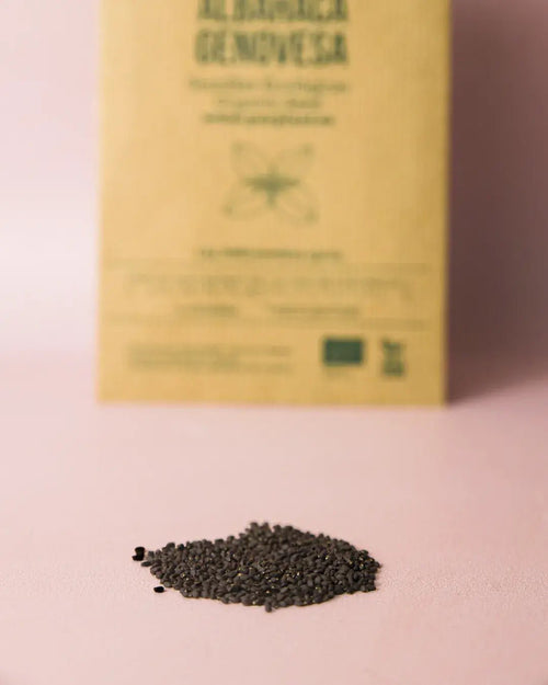 Semillas de Albahaca Genovesa - Pur Plant