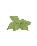 Semillas de Albahaca Limón
