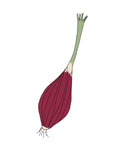 Semillas de Cebolla Rosa de Florencia