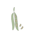 Semillas de Habas Comunes - Pur Plant