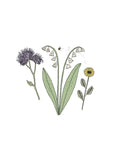Semillas de Mezcla de Flores para Abejas