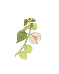 Semillas de Physalis