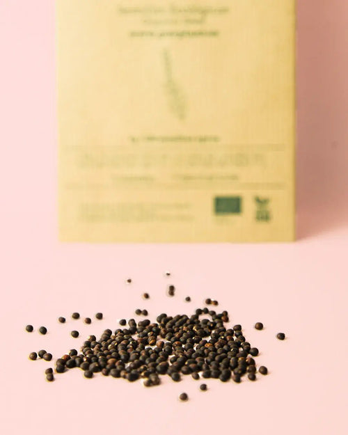 Semillas de Salvia - Pur Plant