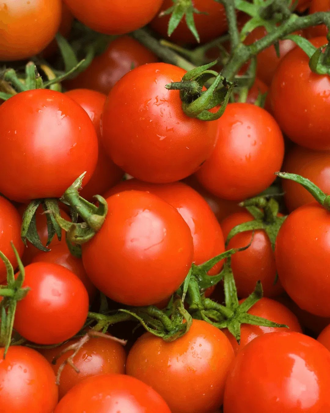 Semillas de Tomate Miel du Mexique - Pur Plant