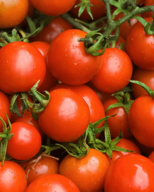 Semillas de Tomate Miel du Mexique - Pur Plant