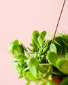 Senecio Moneda M - Pur Plant