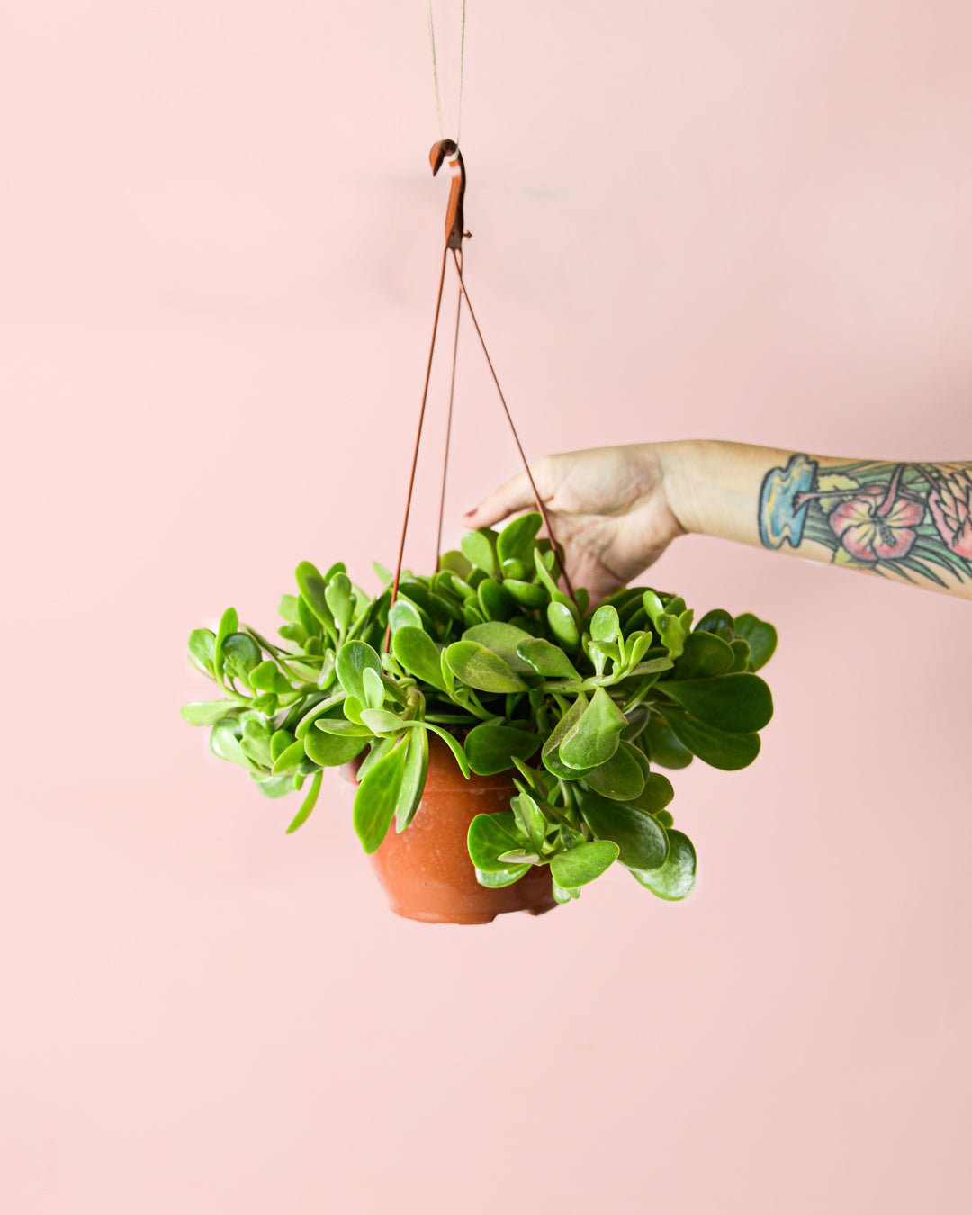 Senecio Moneda M - Pur Plant