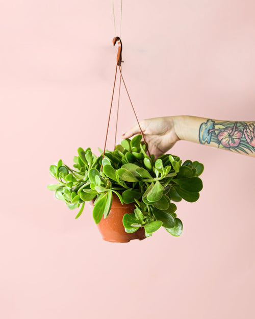 Senecio Moneda M - Pur Plant