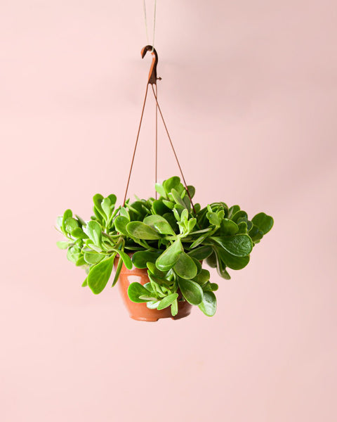 Senecio Moneda M