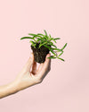 Senecio Purple Flush Mini - Pur Plant