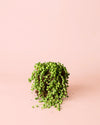 Senecio Rowleyanus M - Pur Plant