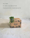 Senecio Rowleyanus Mini - Pur Plant
