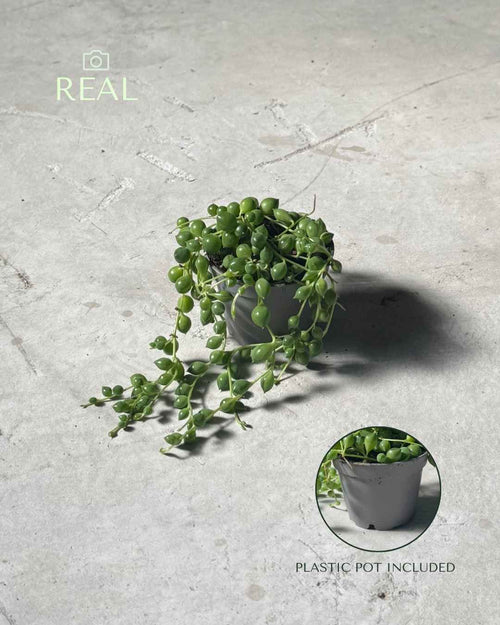 Senecio Rowleyanus Mini - Pur Plant