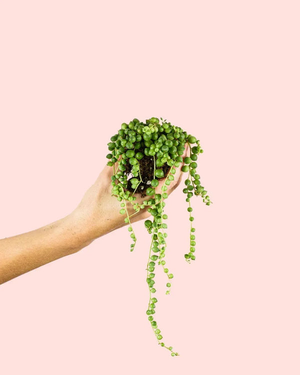 Cómo Cuidar Senecio Rowleyanus