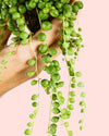 Senecio Rowleyanus Mini - Pur Plant