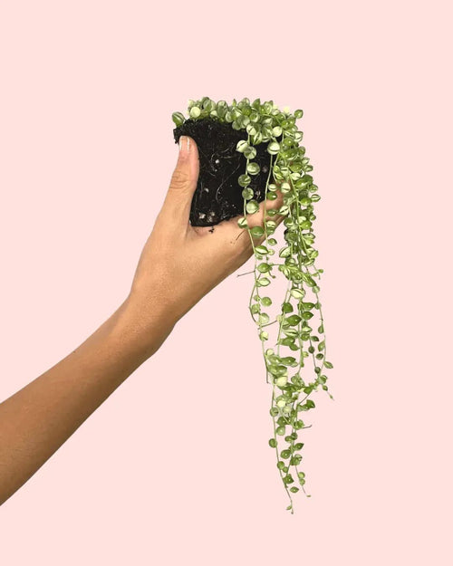 Senecio Variegado Mini - Pur Plant