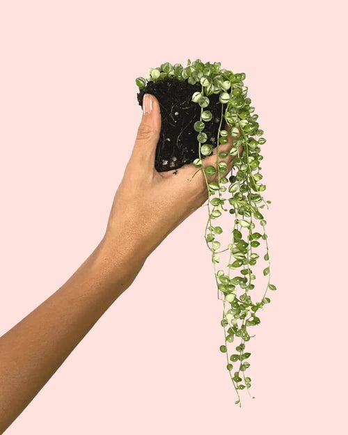 Senecio Variegado Mini - Pur Plant