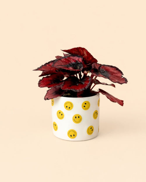 Smile – Mini Maceta Cerámica 6 cm - Pur Plant