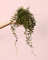 Solanum Evolvulifolium M - Pur Plant