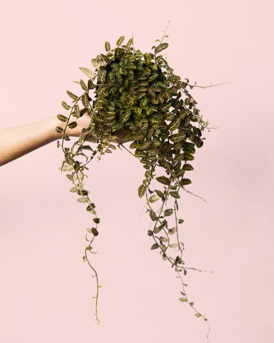 Solanum Evolvulifolium M - Pur Plant
