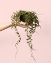 Solanum Evolvulifolium M - Pur Plant